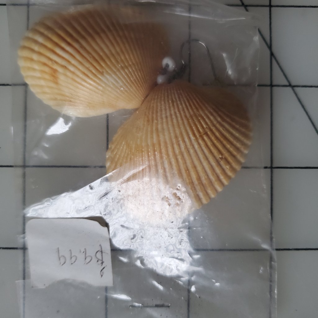 Large Shell Earrings